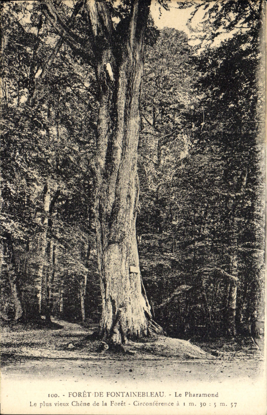 CPA Foret De Fontainebleau Le Pharamond Arbre