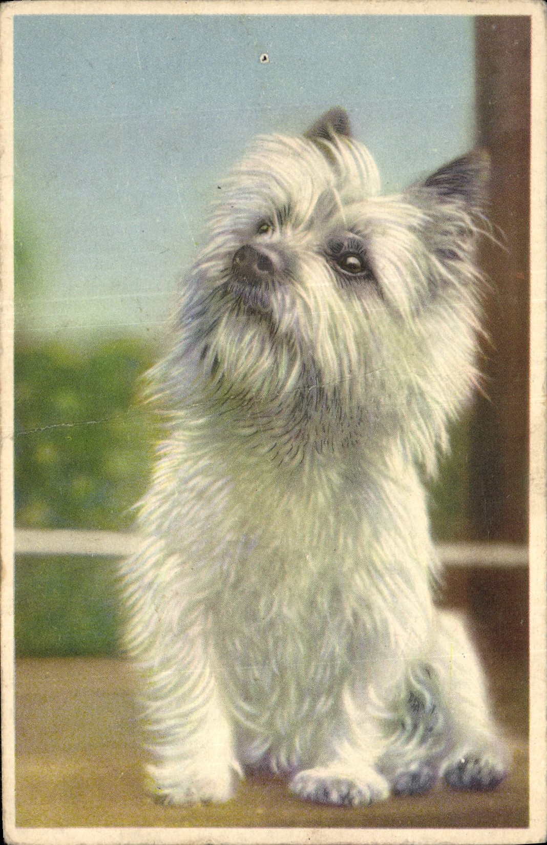 CPA Chien 