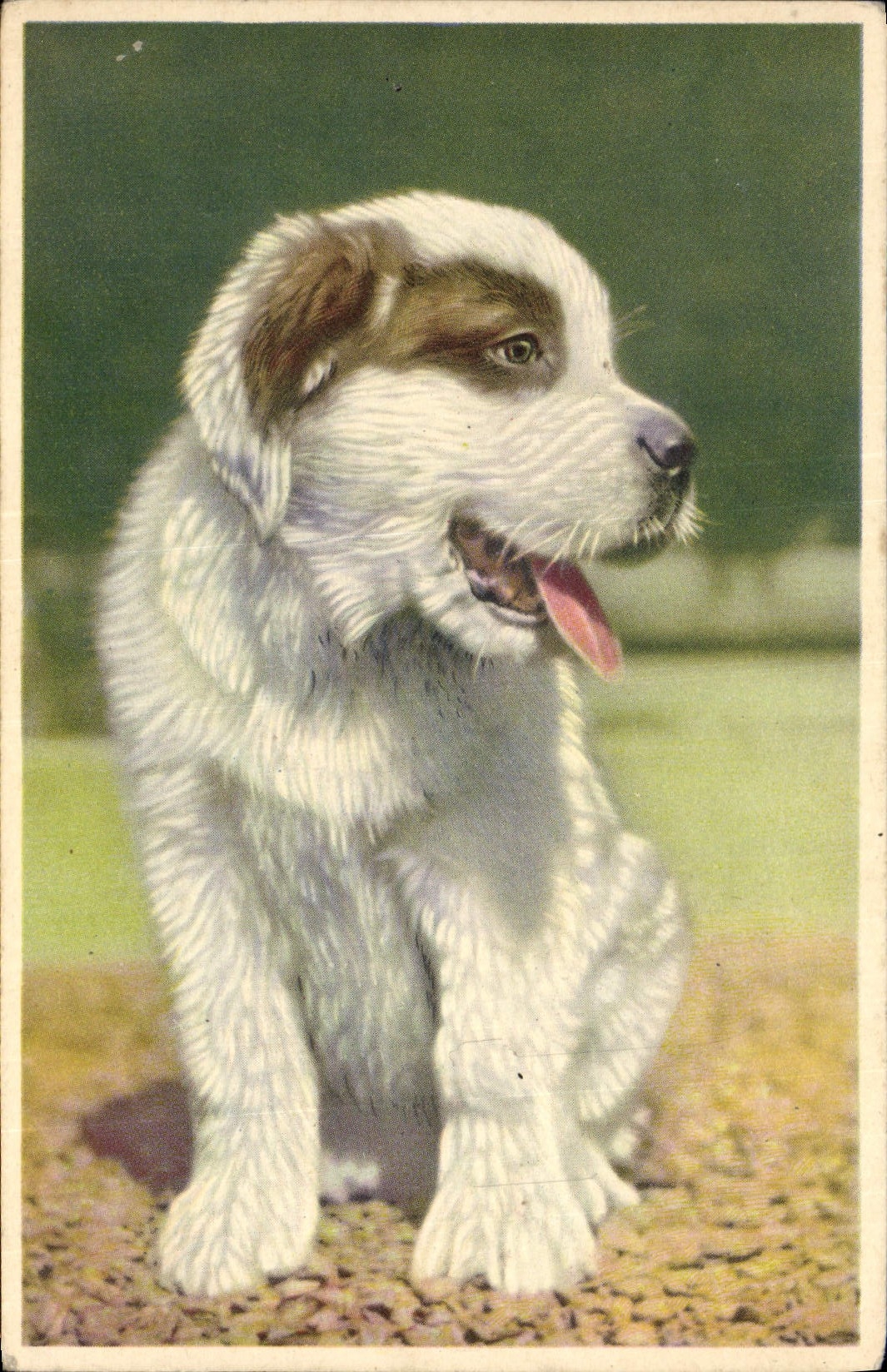 CPA Chien