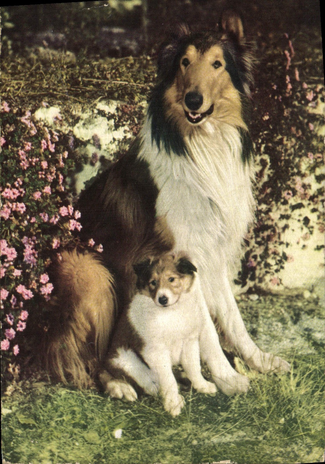 VINTAGE POSTCARD Dogs