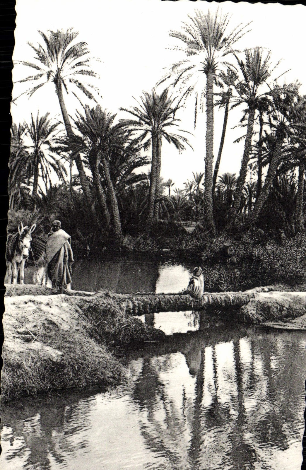 VINTAGE POSTCARD Bridge Of Palm tree In I' Oasis