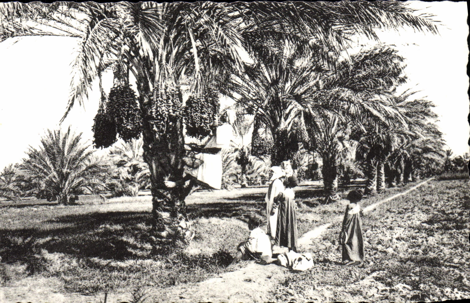 VINTAGE POSTCARD Gathering Of Dates