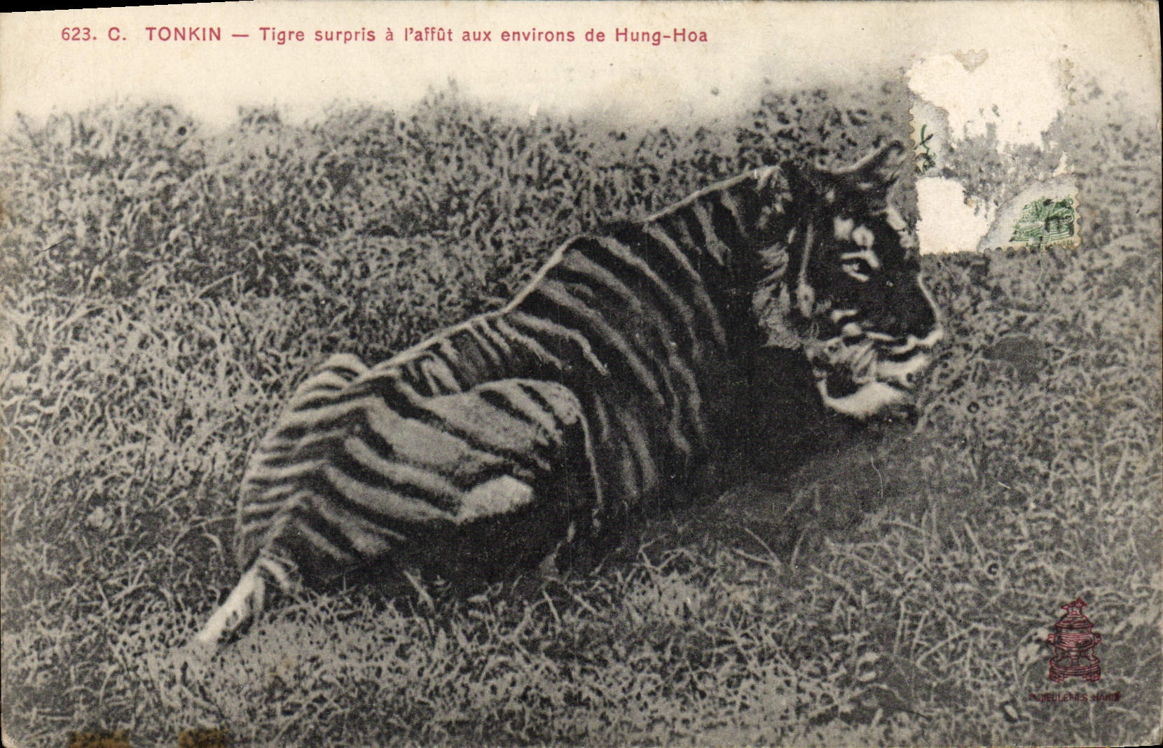 VINTAGE POSTCARD Tonkin Surprised Tiger with the mounting around Hung Hoa Indo-China