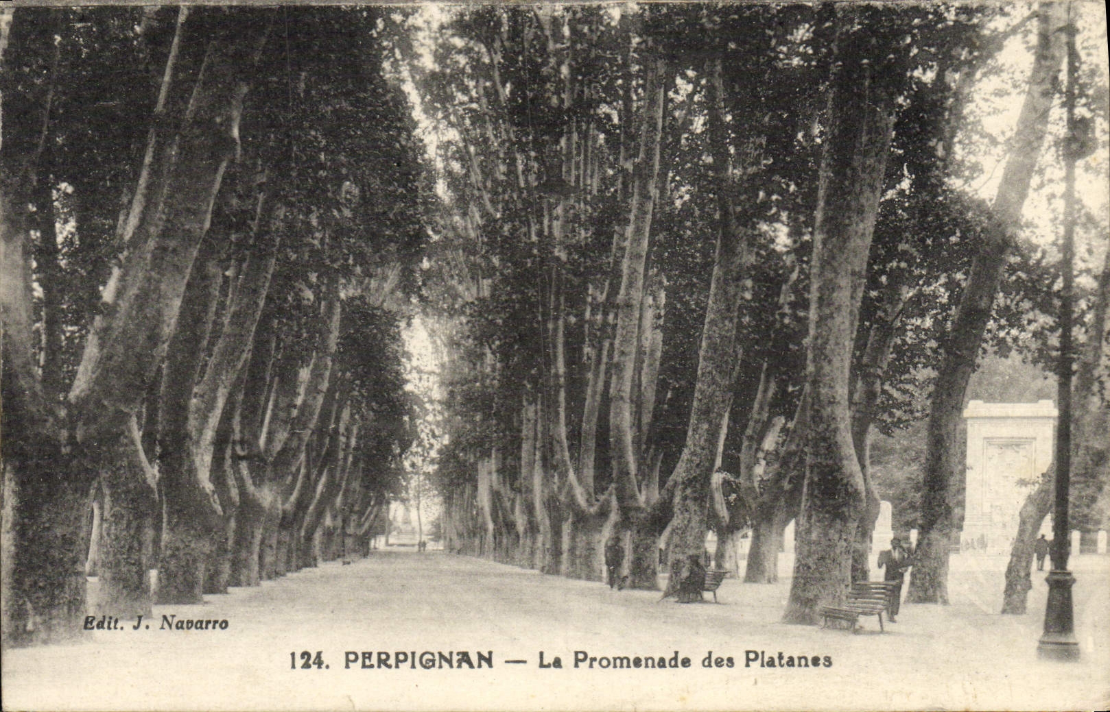 VINTAGE POSTCARD Perpignan the Walk Of the Plane trees