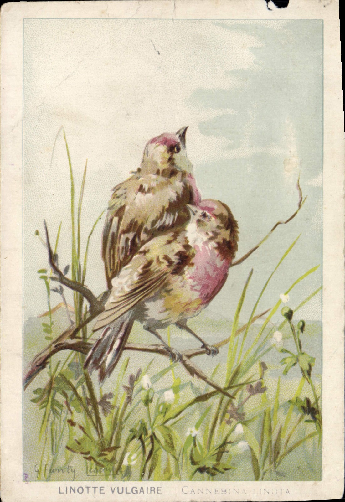 VINTAGE POSTCARD vulgar Linnet