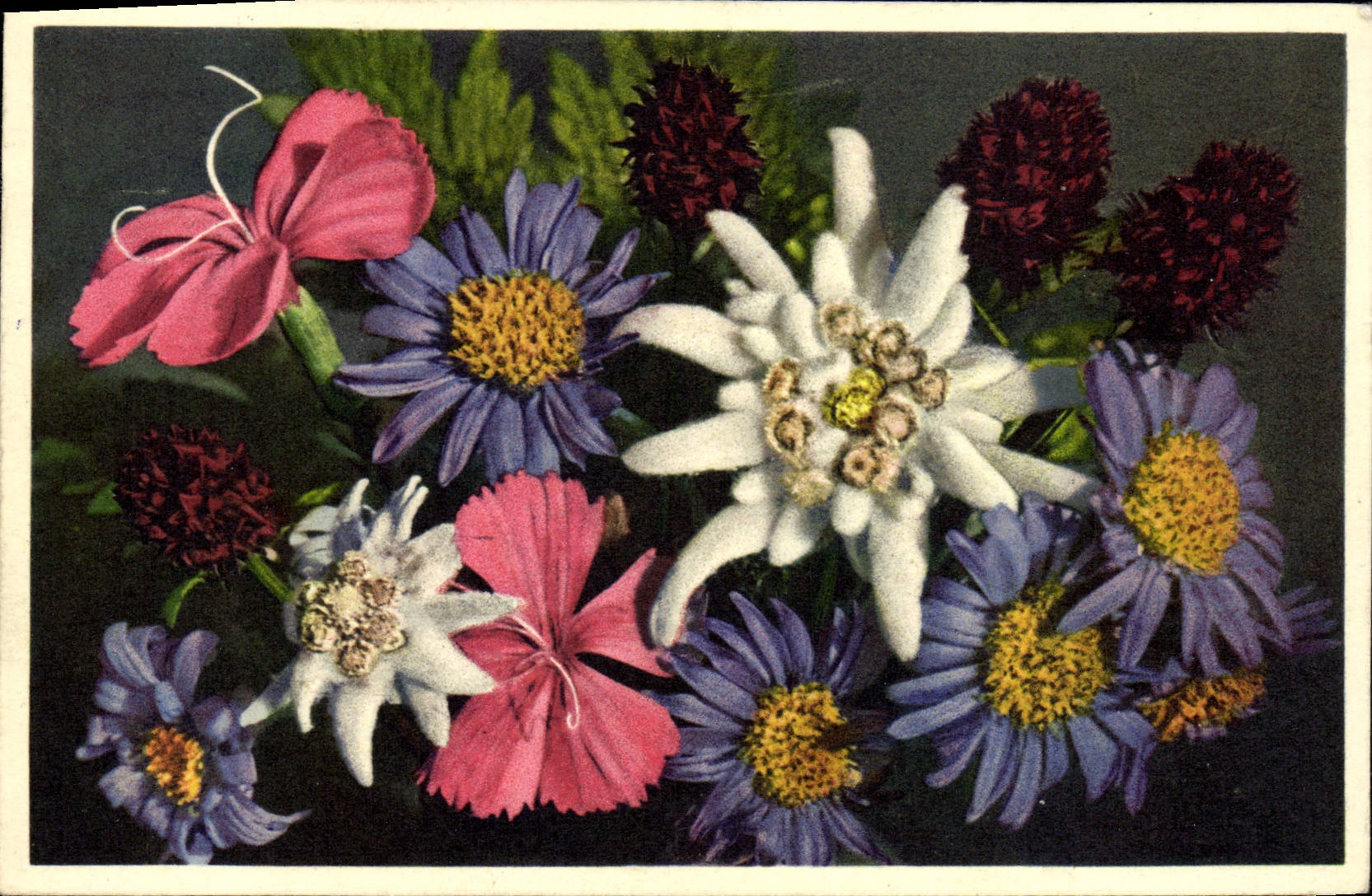 CPA Fleurs Etoile des glaciers Edelweiss