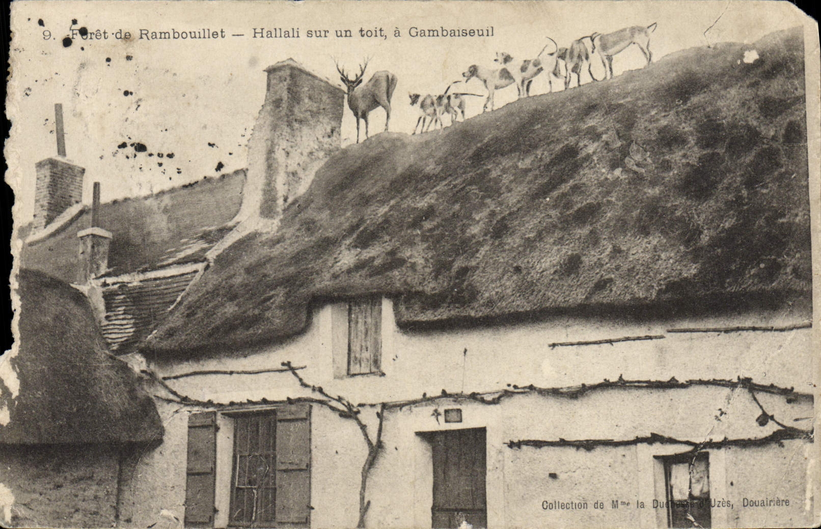 CPA Foret De Rambouillet Hallali Sur Un Toit A Gambaiseuil Chasse Chiens