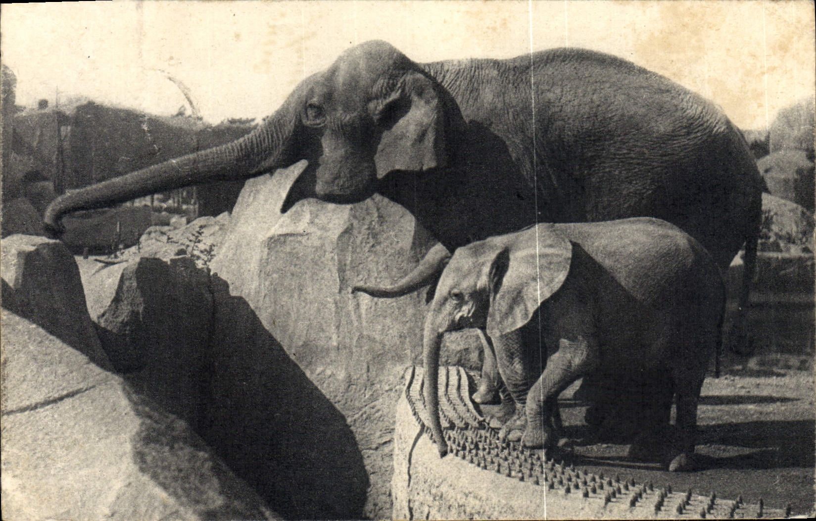 VINTAGE POSTCARD Paris Of Wood De Vincennes a Indian elephant female and Micheline young person elephant