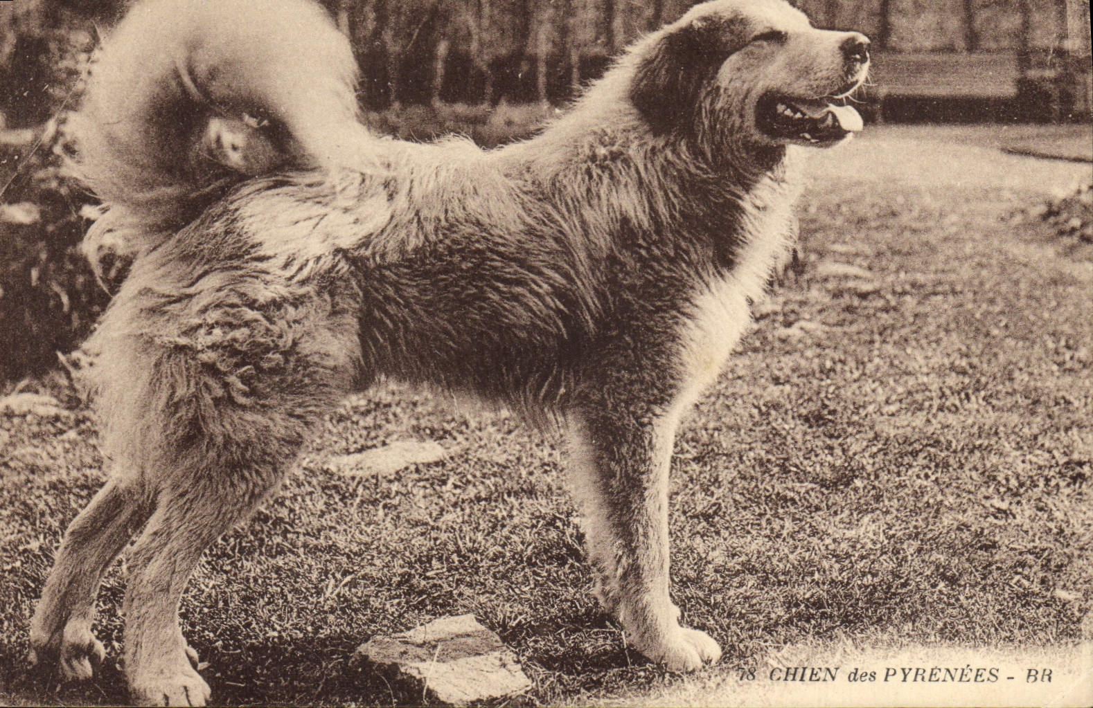 CPA Chien des Pyrenees