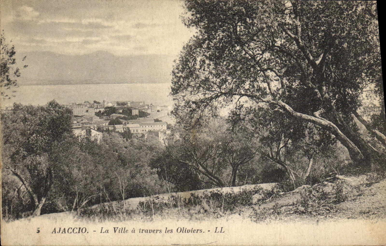 VINTAGE POSTCARD Ajaccio the City Through the Olive-trees