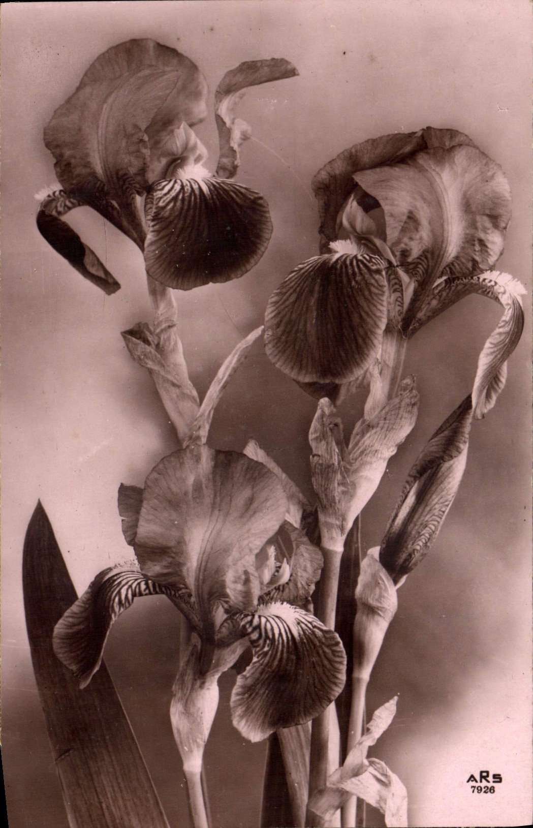 CPA Fantaisie Fleurs 