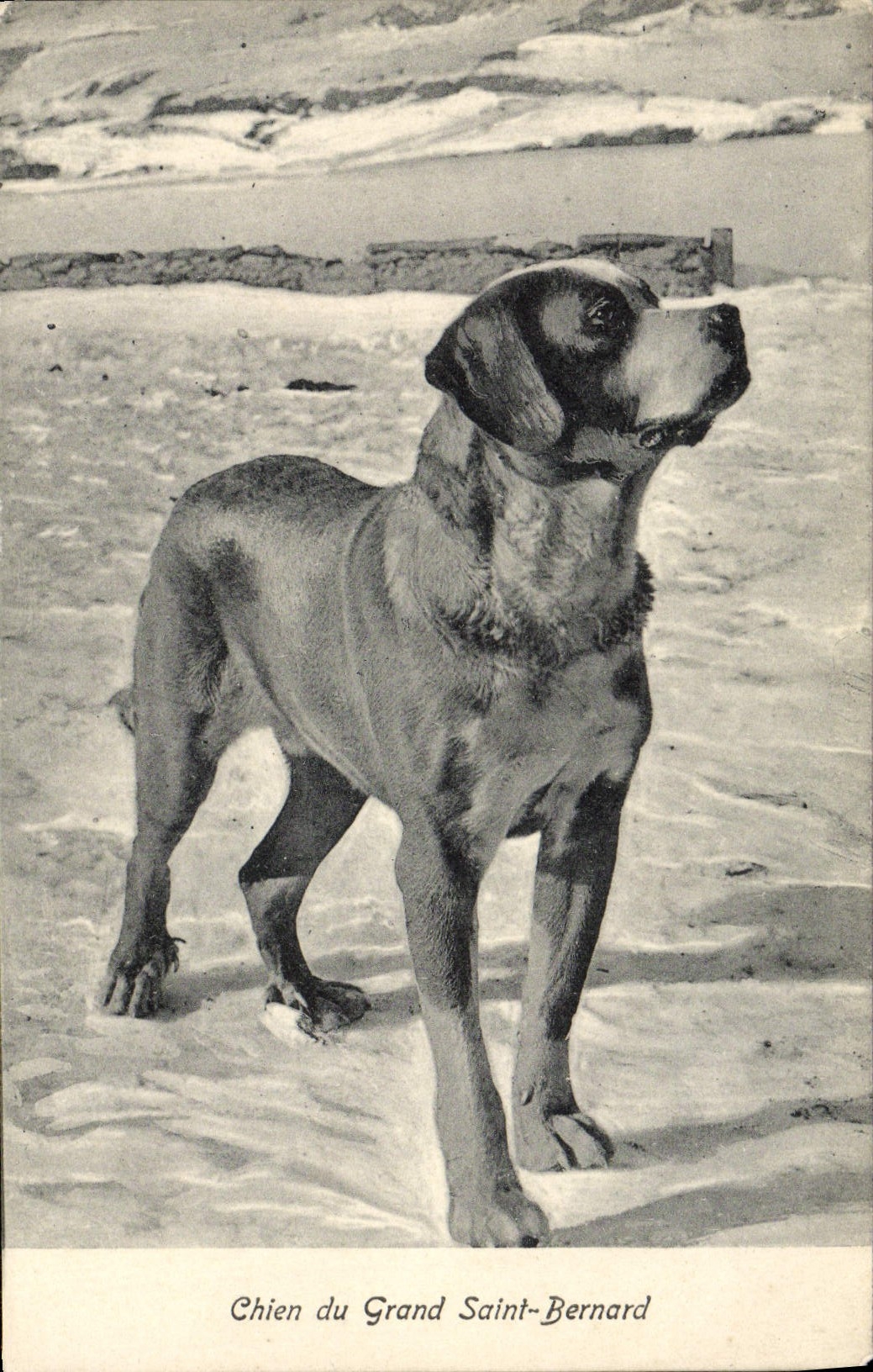 CPA Chien du Grand Saint Bernard