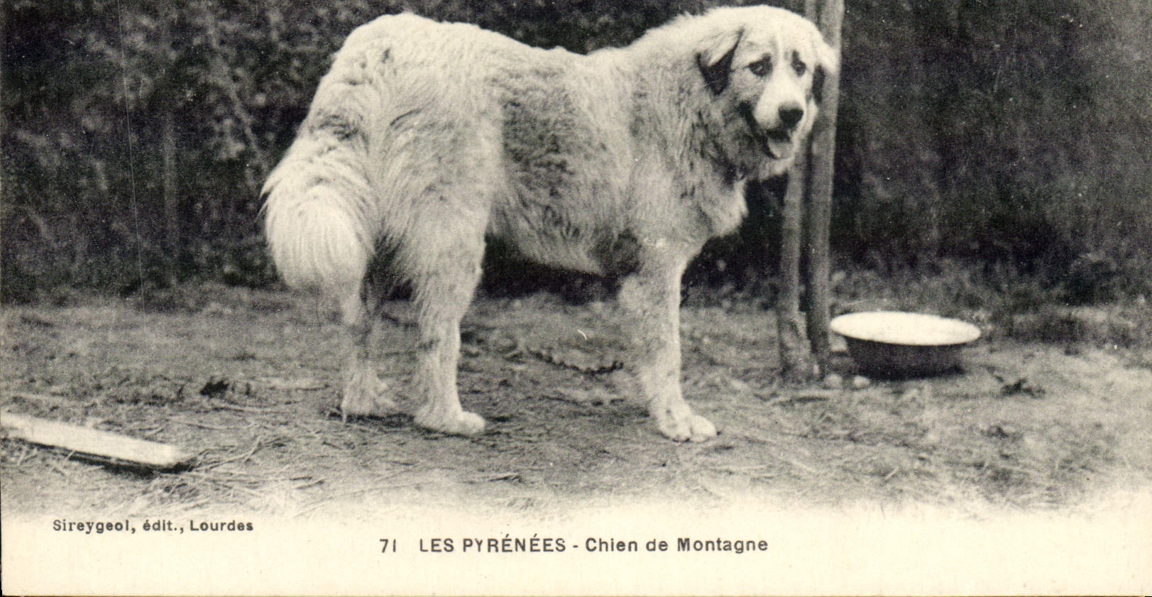 CPA Les Pyrenees Chien de montagne