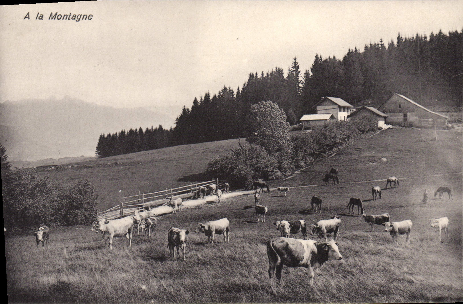 CPA A La Montagne Vaches