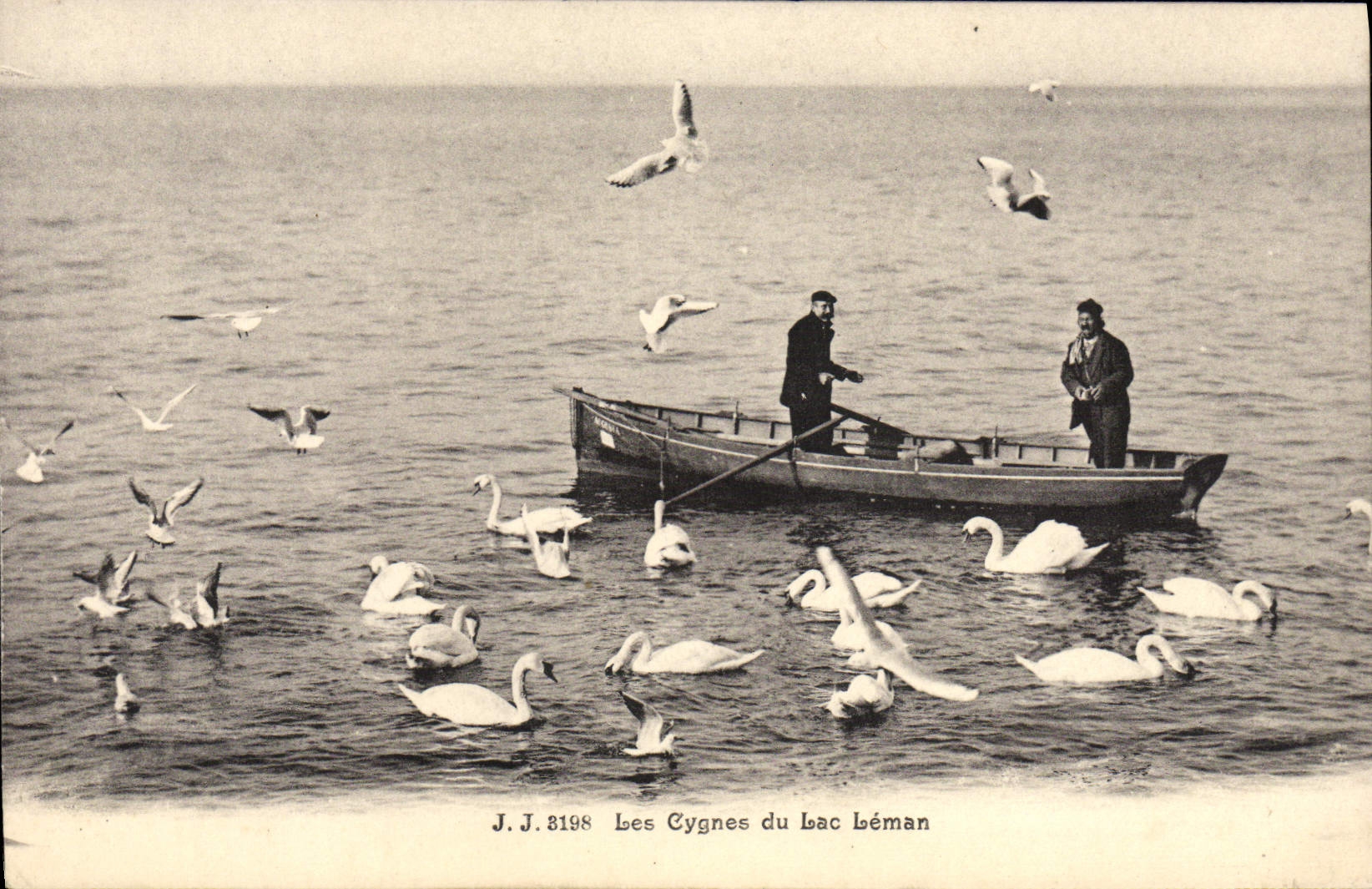 CPA Les cygnes du Lac Leman 