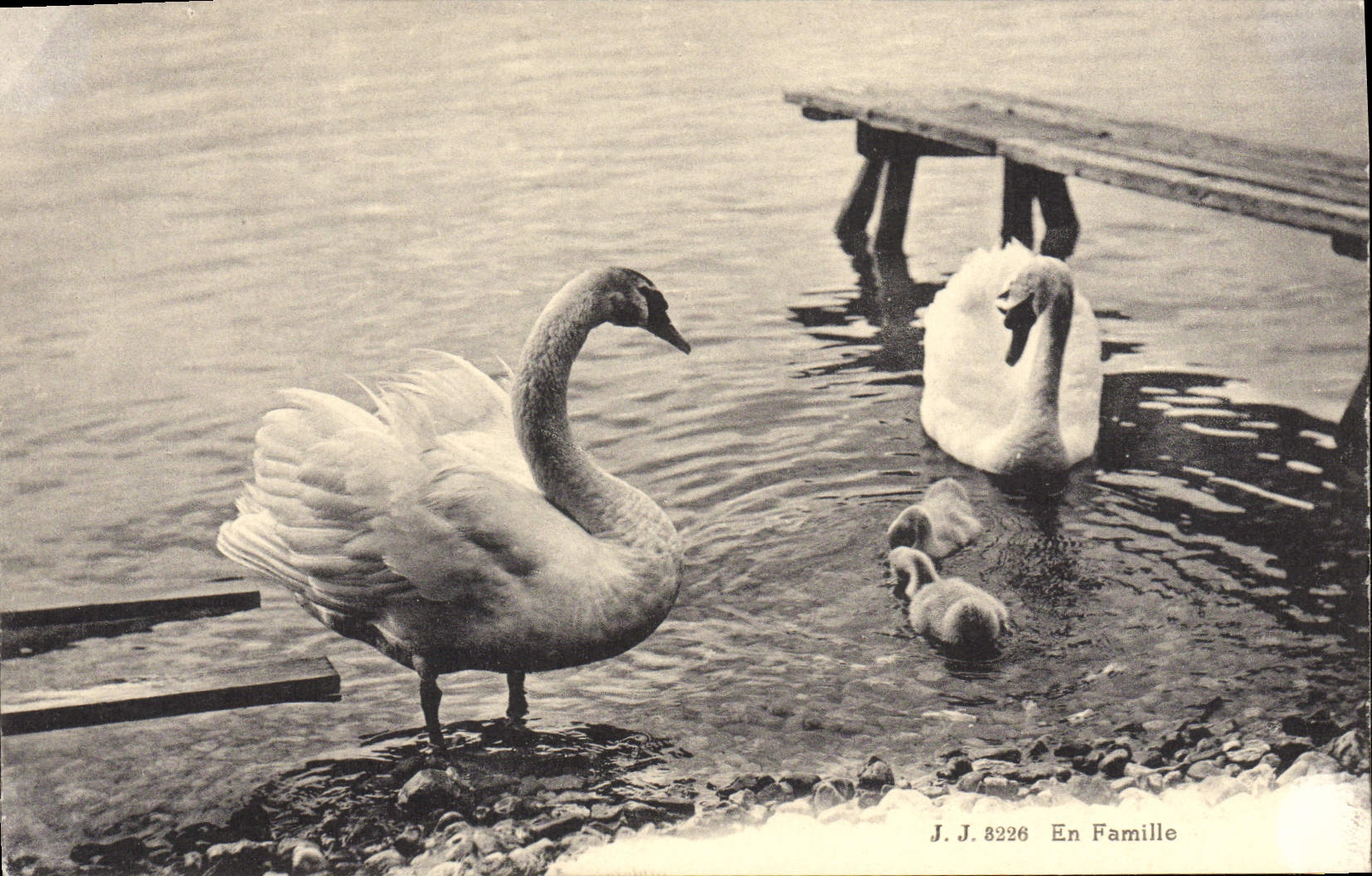 CPA En famille Cygnes
