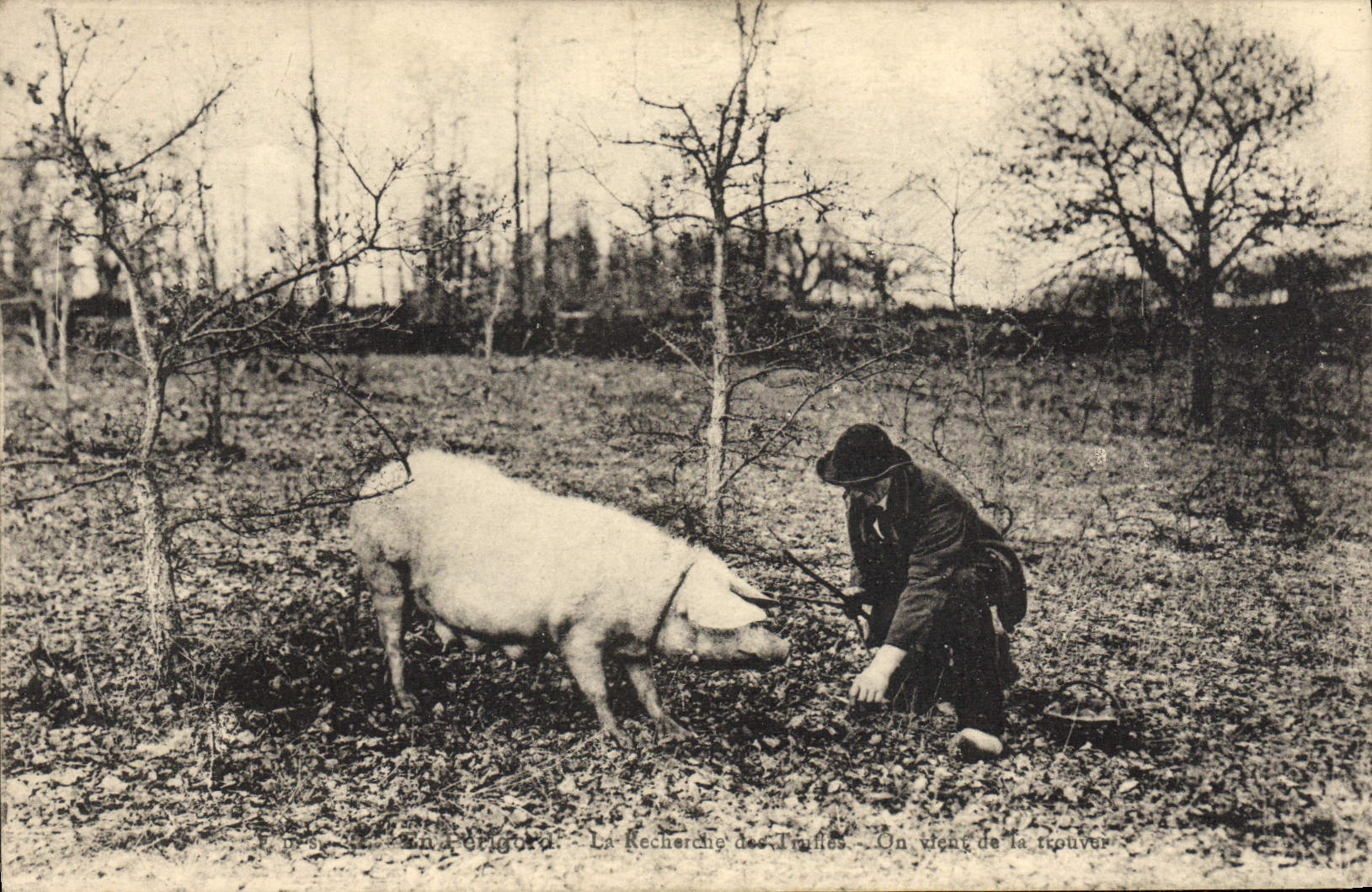 CPA Perigord la recherche de la truffe Champignon Porc Cochon