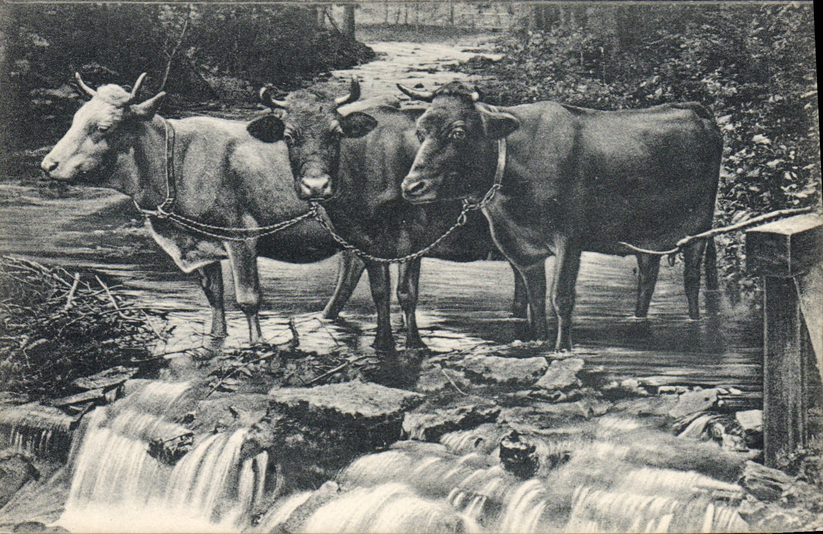 CPA Vaches Suisse