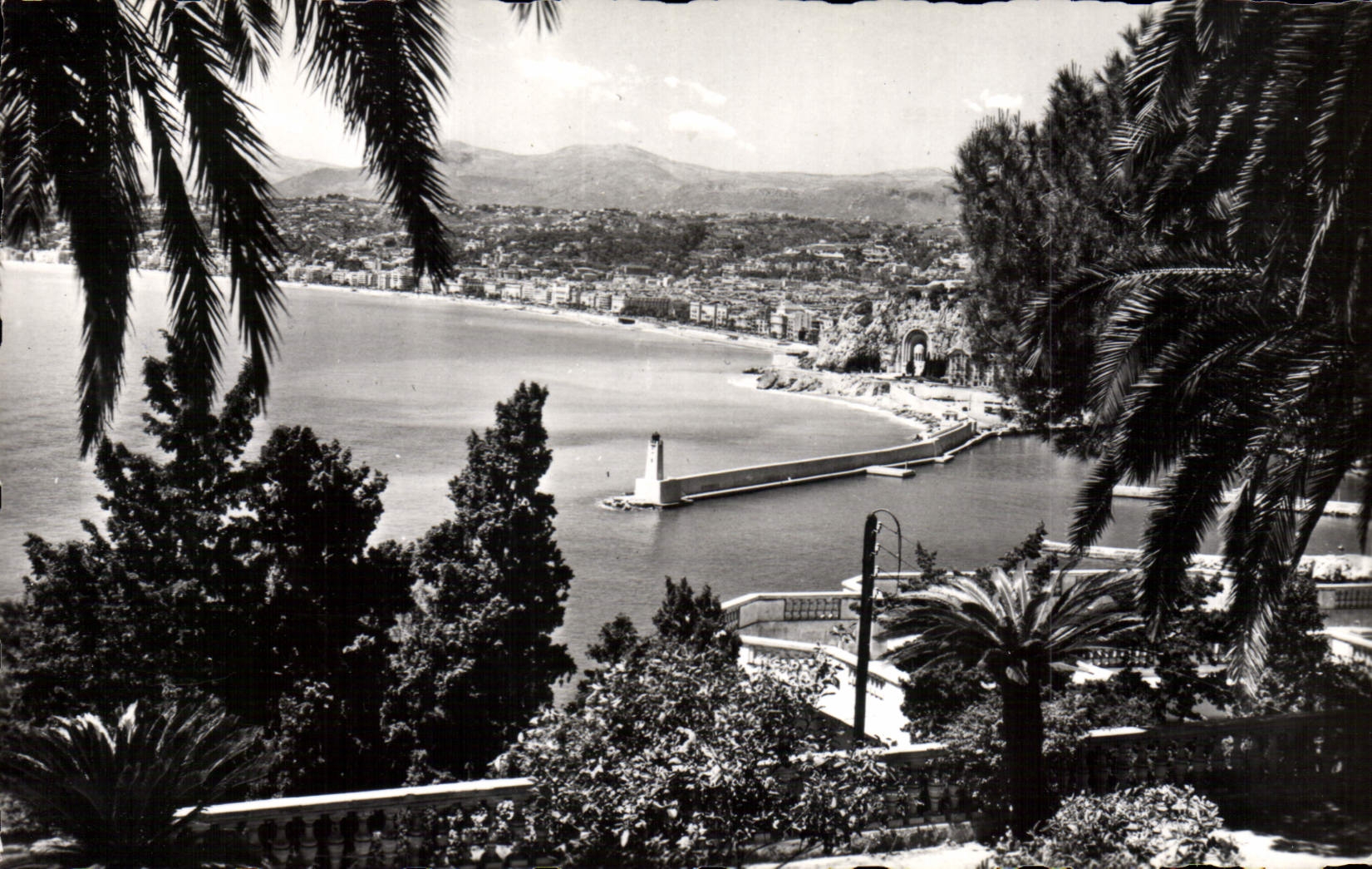 CPM Nice Entre Les Palmiers