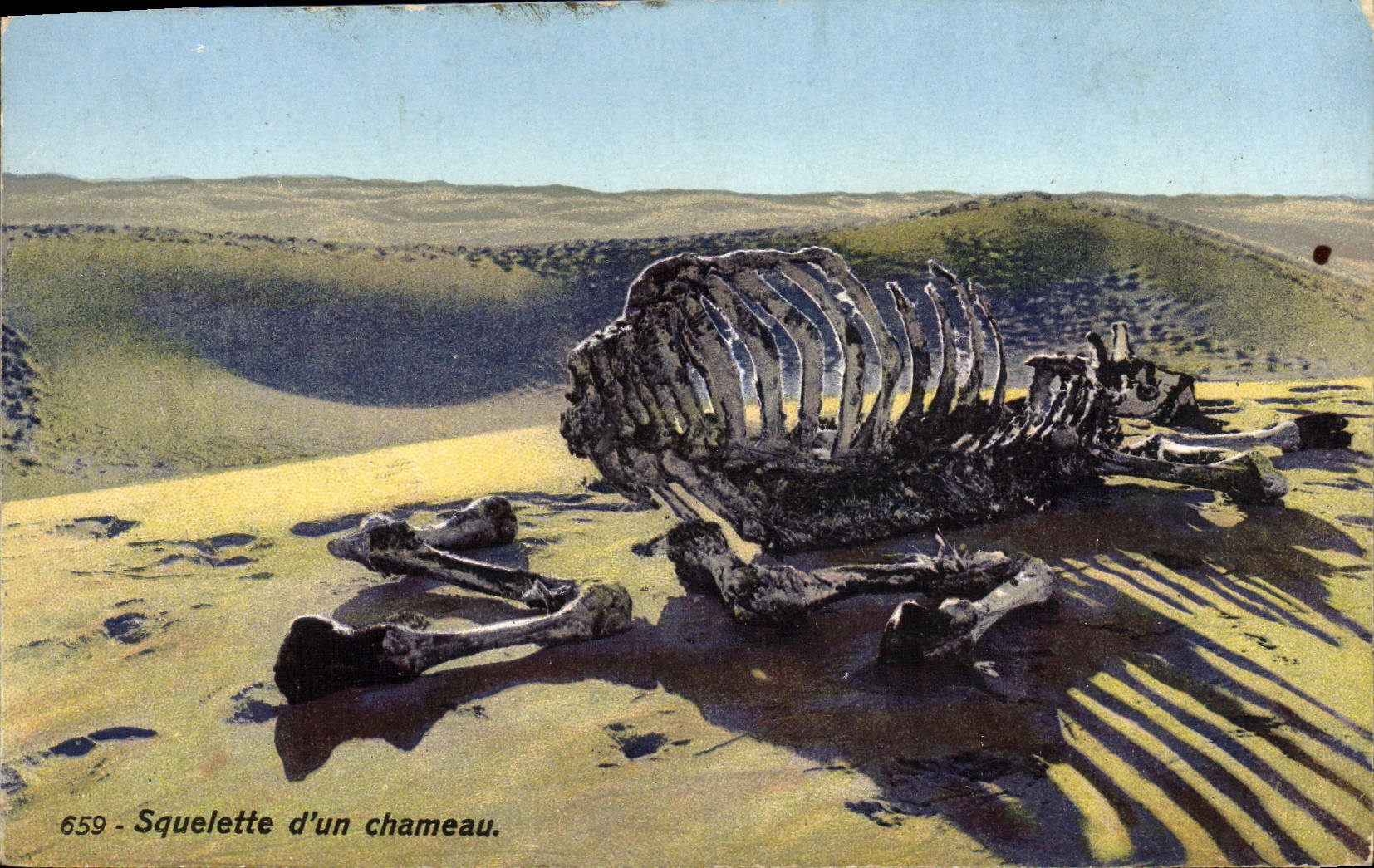 CPA Squelette d'un Chameau