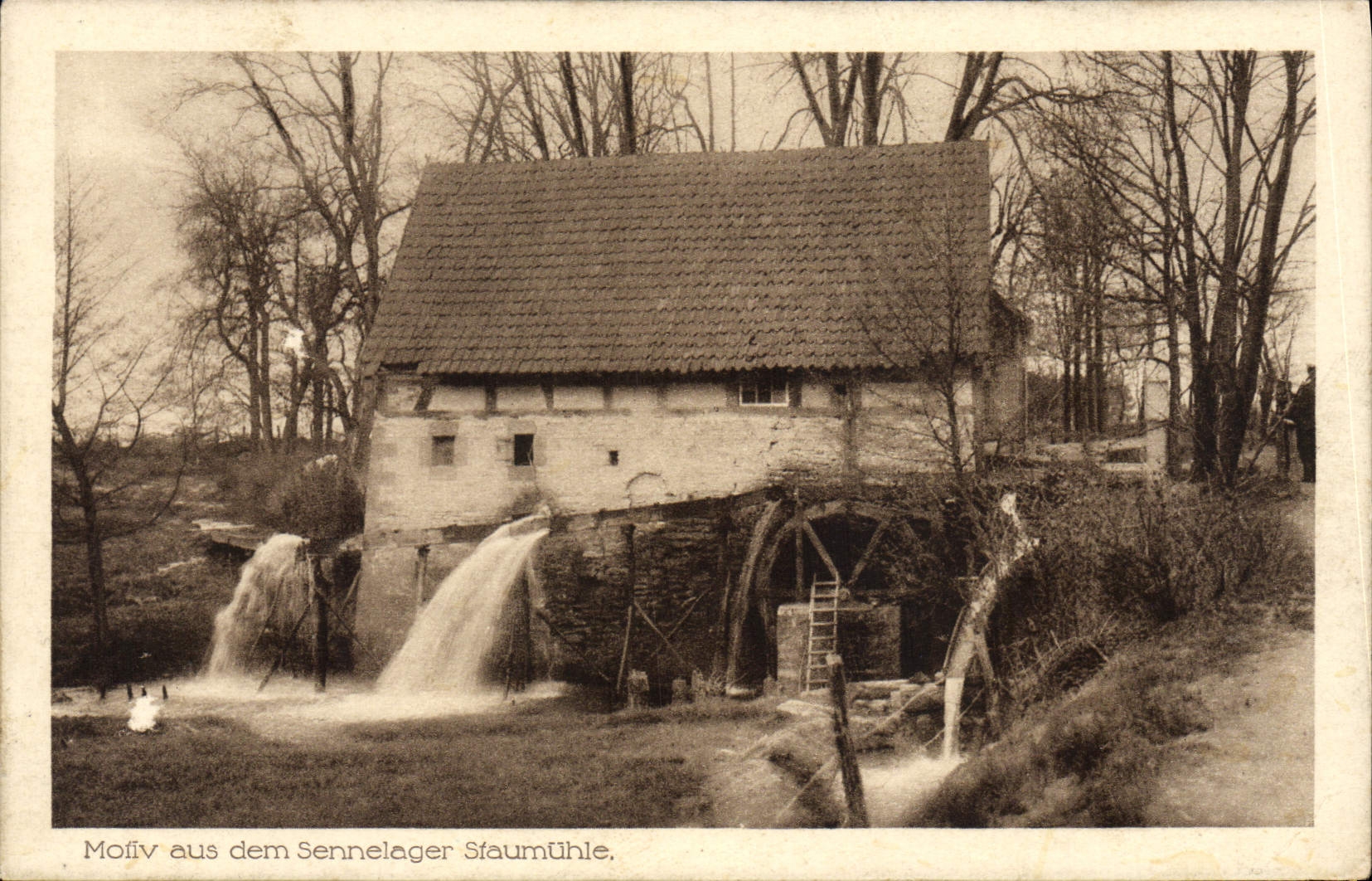 CPA Mofiv aus dem Sennelager Sfaumuhle