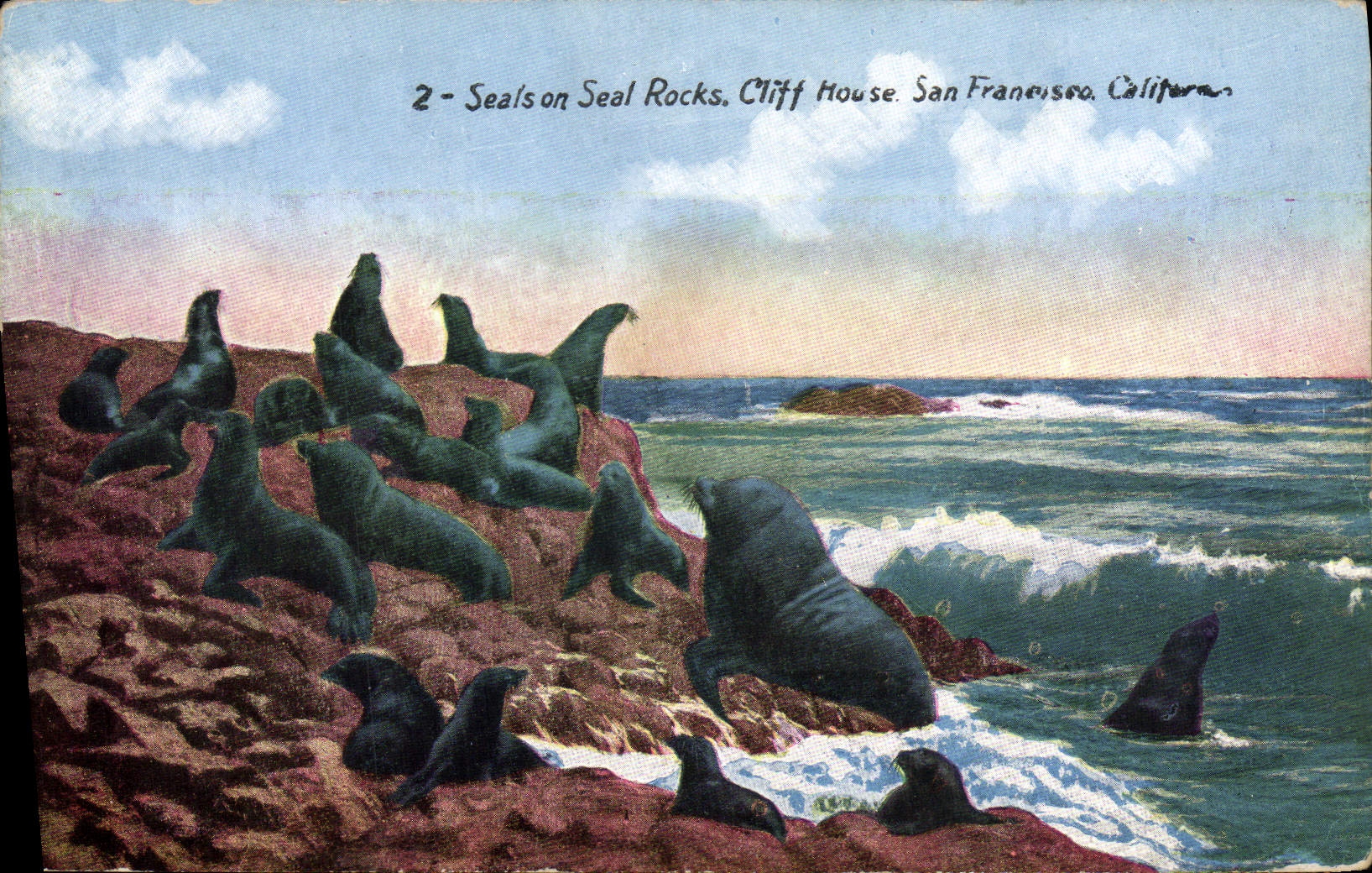 CPA Seals On Seal Rocks Cliff House San Francisco California Phoques