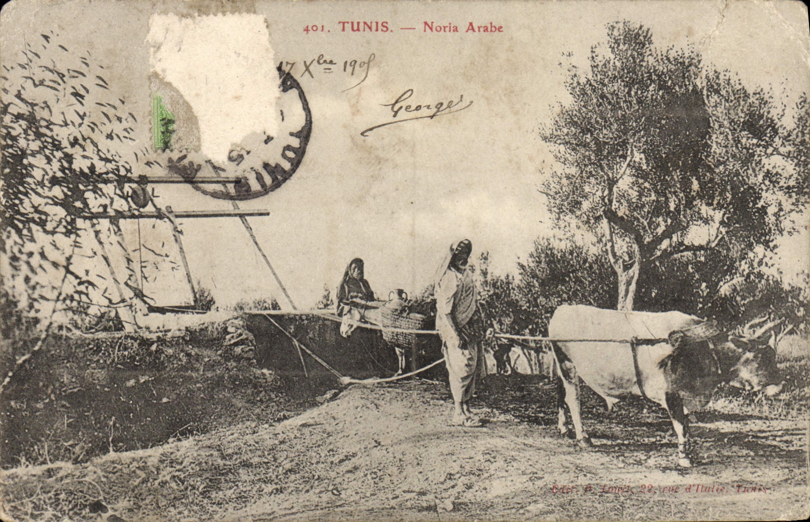 CPA Tunis Noria Arabe Charrue Boeuf