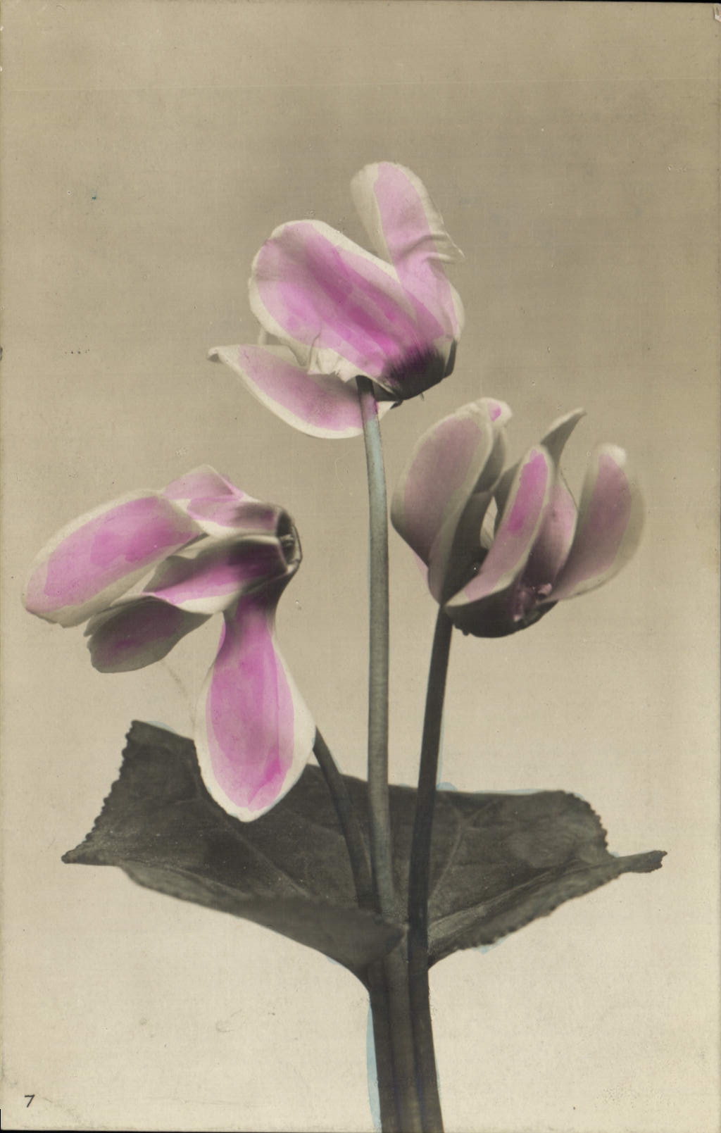 CPA Fantaisie Fleurs 