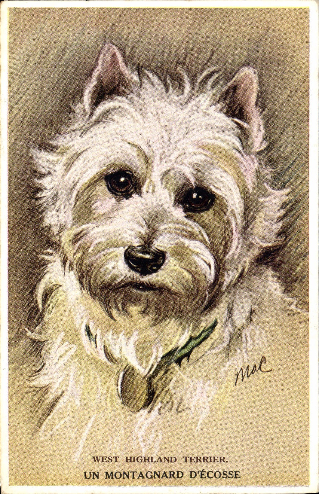 CPA Fantaisie West Highland Terrier Un montagnard d'Ecosse Chien 