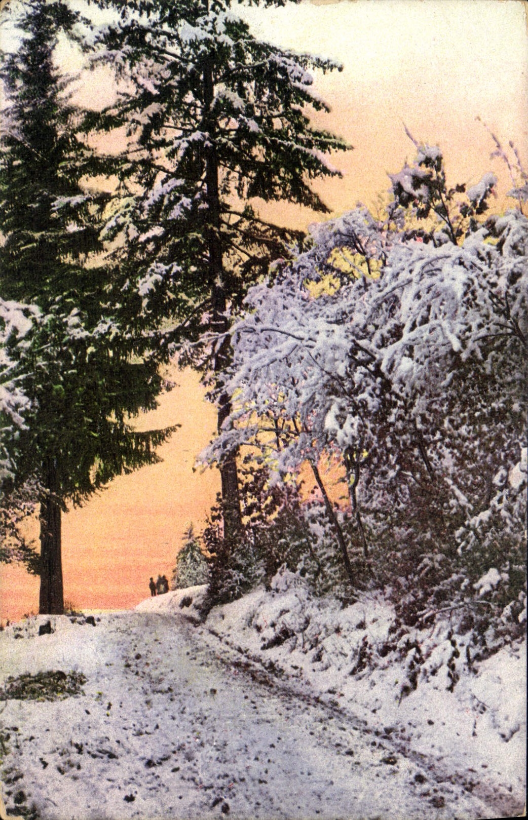 VINTAGE POSTCARD Fantasy Trees Drill