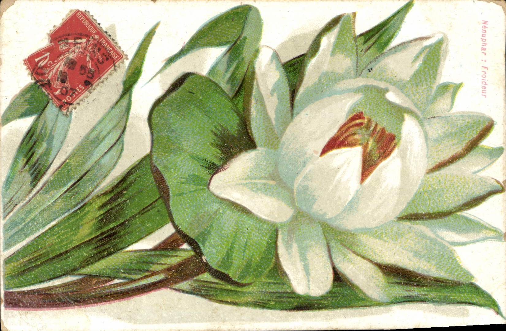 VINTAGE POSTCARD Fantasy Flower Water lily Coldness