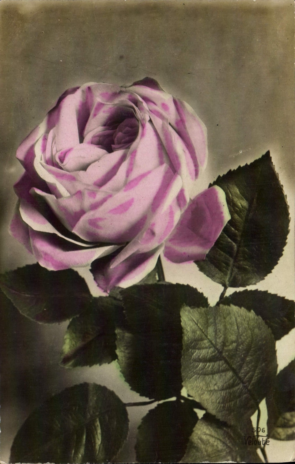 CPA Fantaisie Fleur Rose