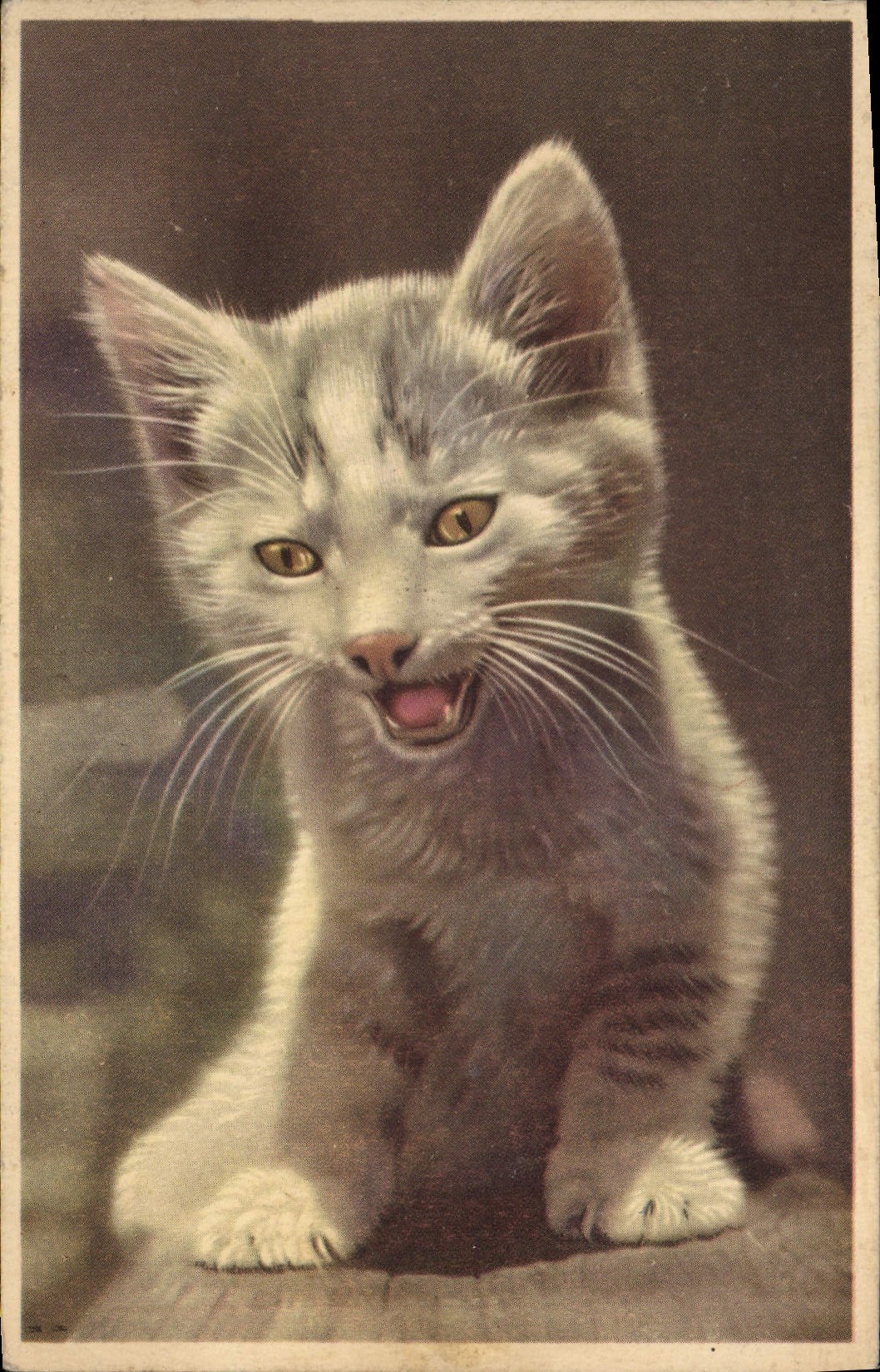 VINTAGE POSTCARD Fantasy Cat Kitten