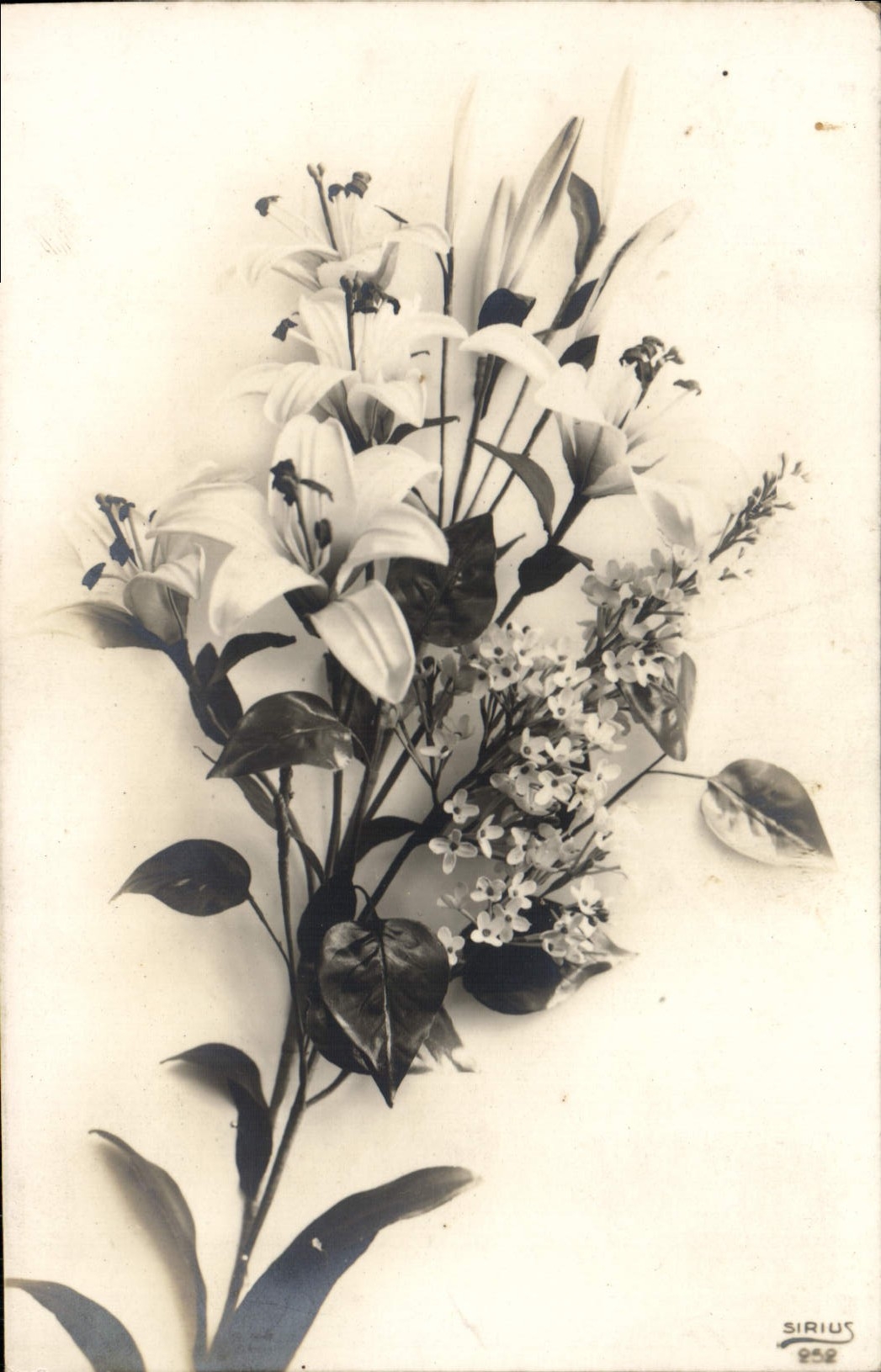 Flores de la fantasía de la POSTAL de la VENDIMIA