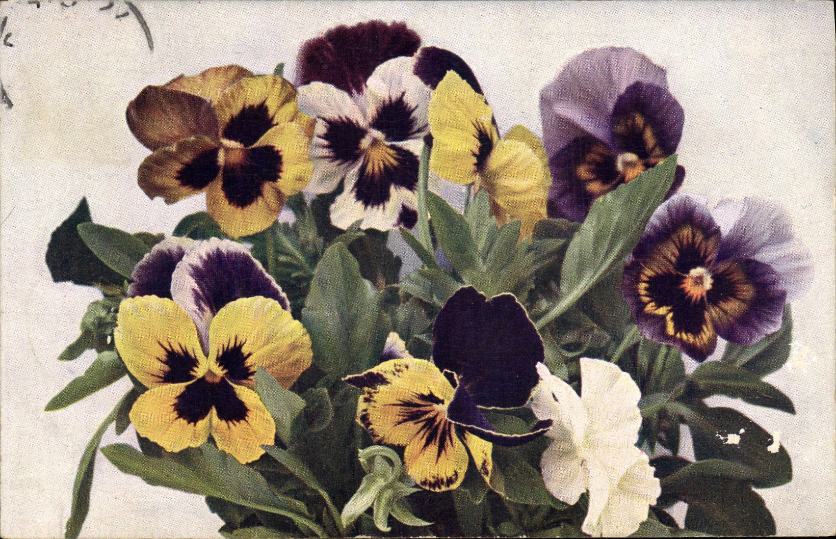 VINTAGE POSTCARD Fantasy Flowers