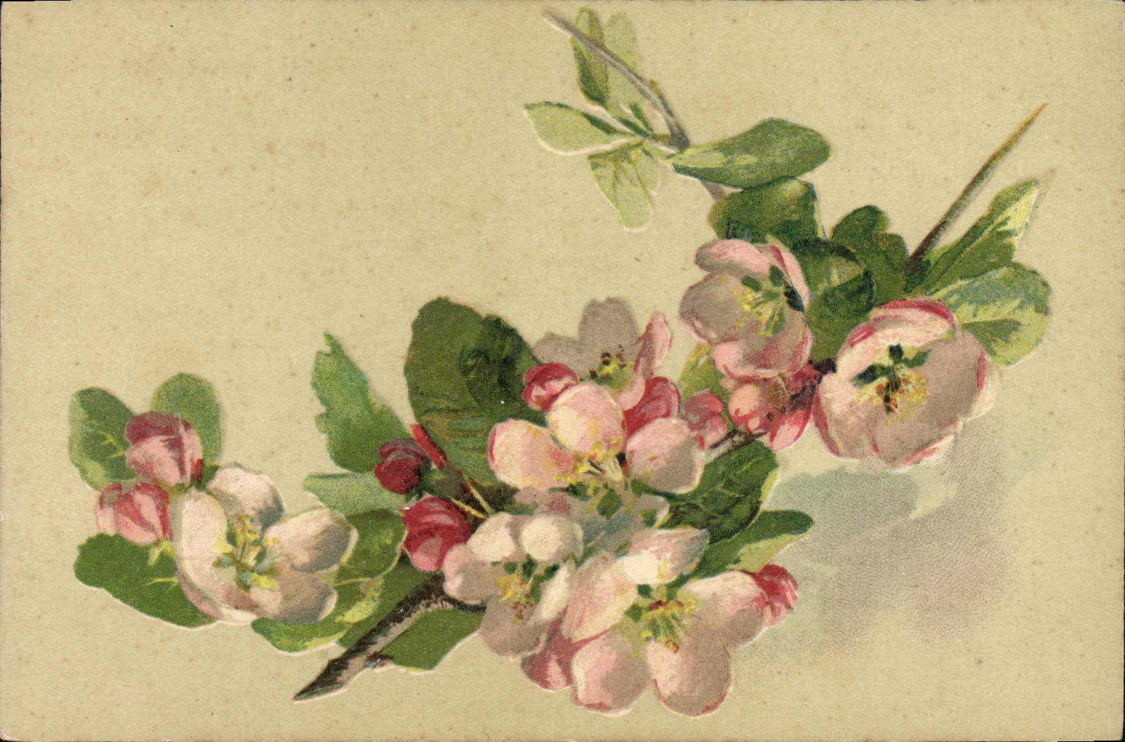 VINTAGE POSTCARD Fantasy Flowers