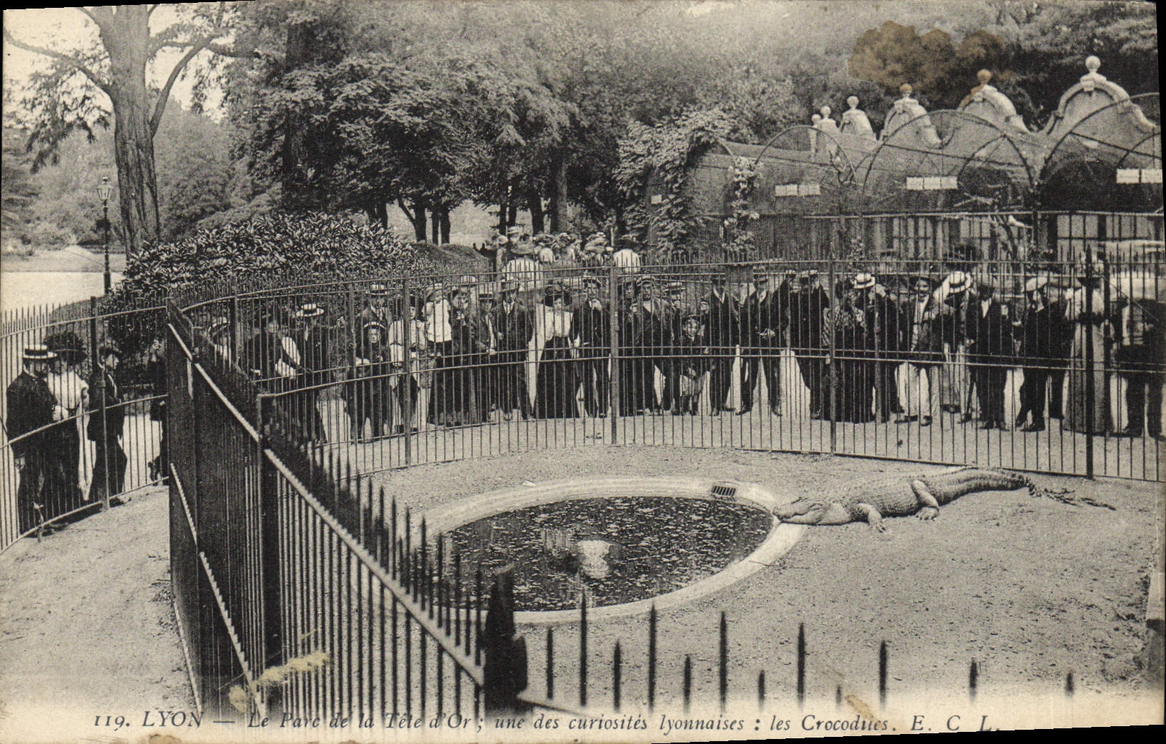 VINTAGE POSTCARD Lyon the park of the Gold Head the crocodiles Crocodile