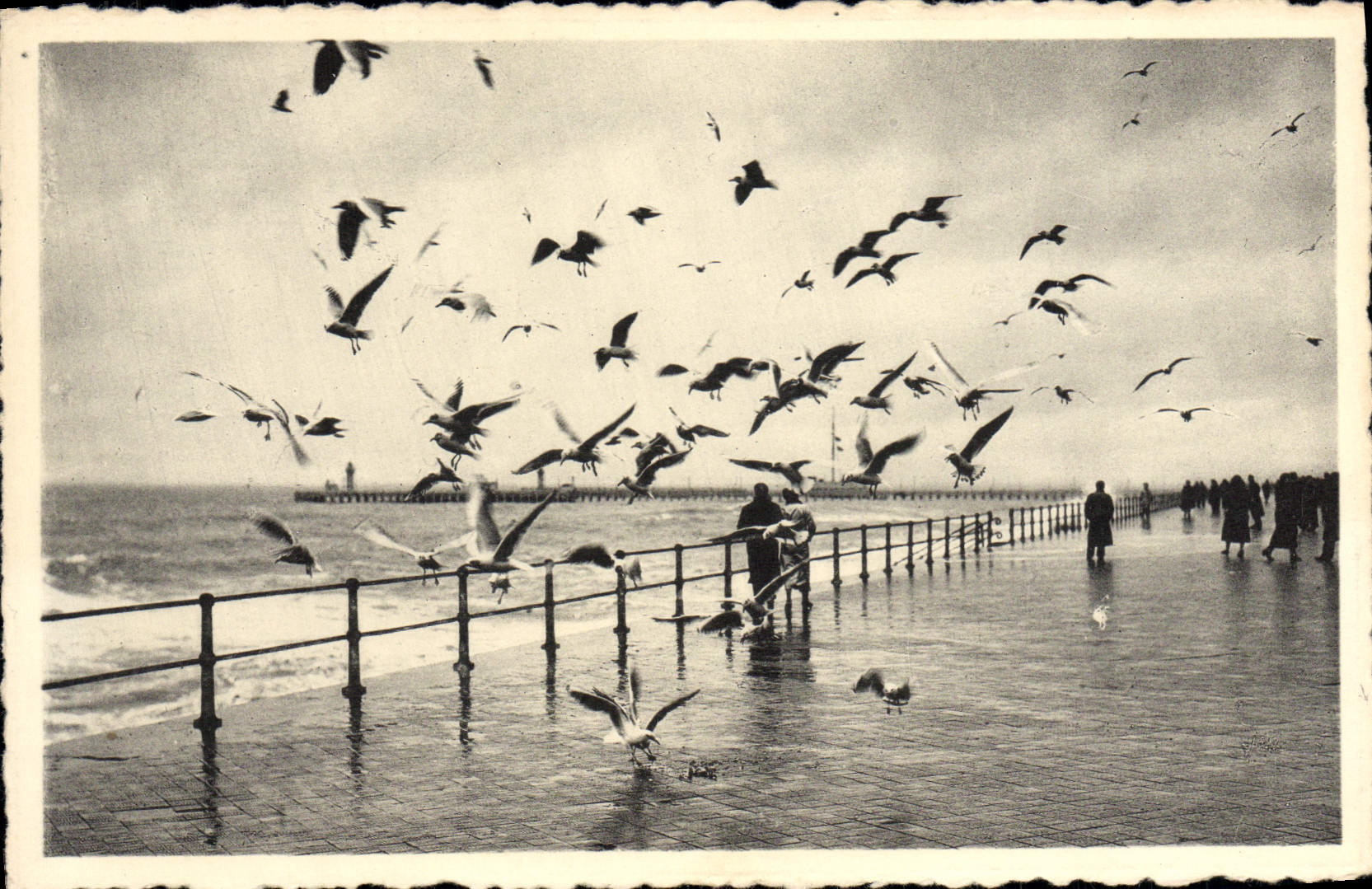 CPM Ostende Les Mouettes Sur La Digue Par Tempete