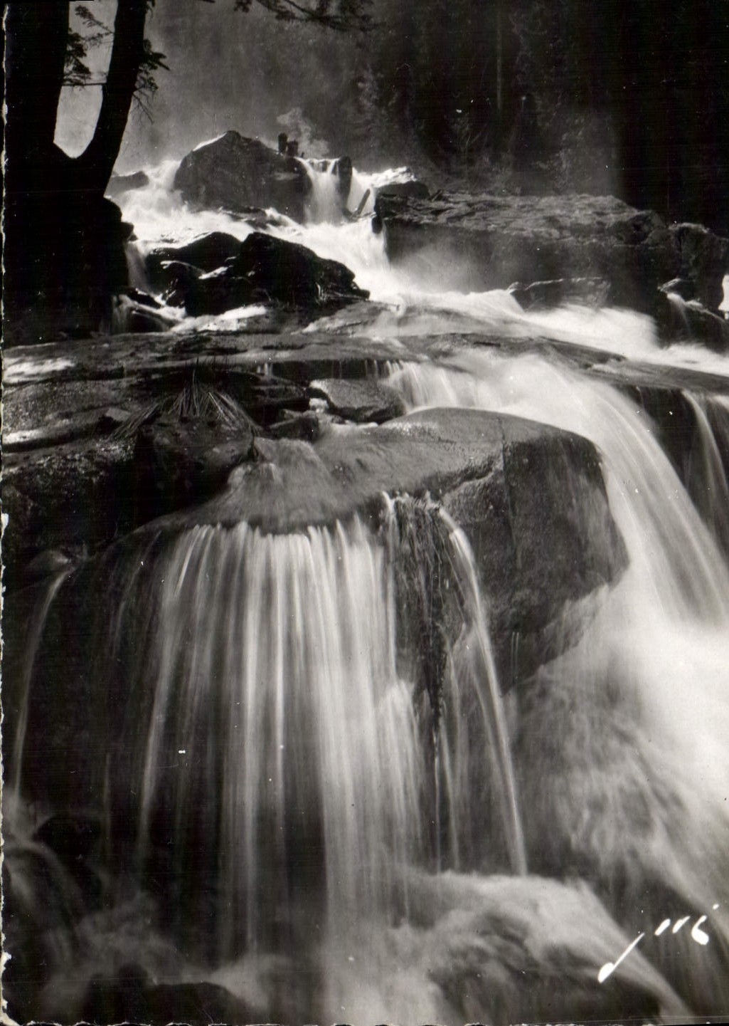 MODERN CARD Cauterels Does not cascade Of the bear