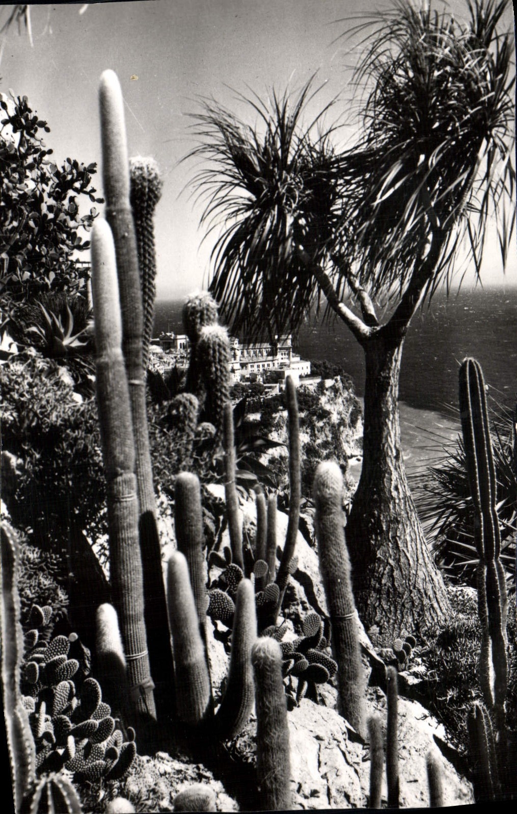 CPM Jardin Exotique De Monaco Symphonie en blanc Nolina recurvata