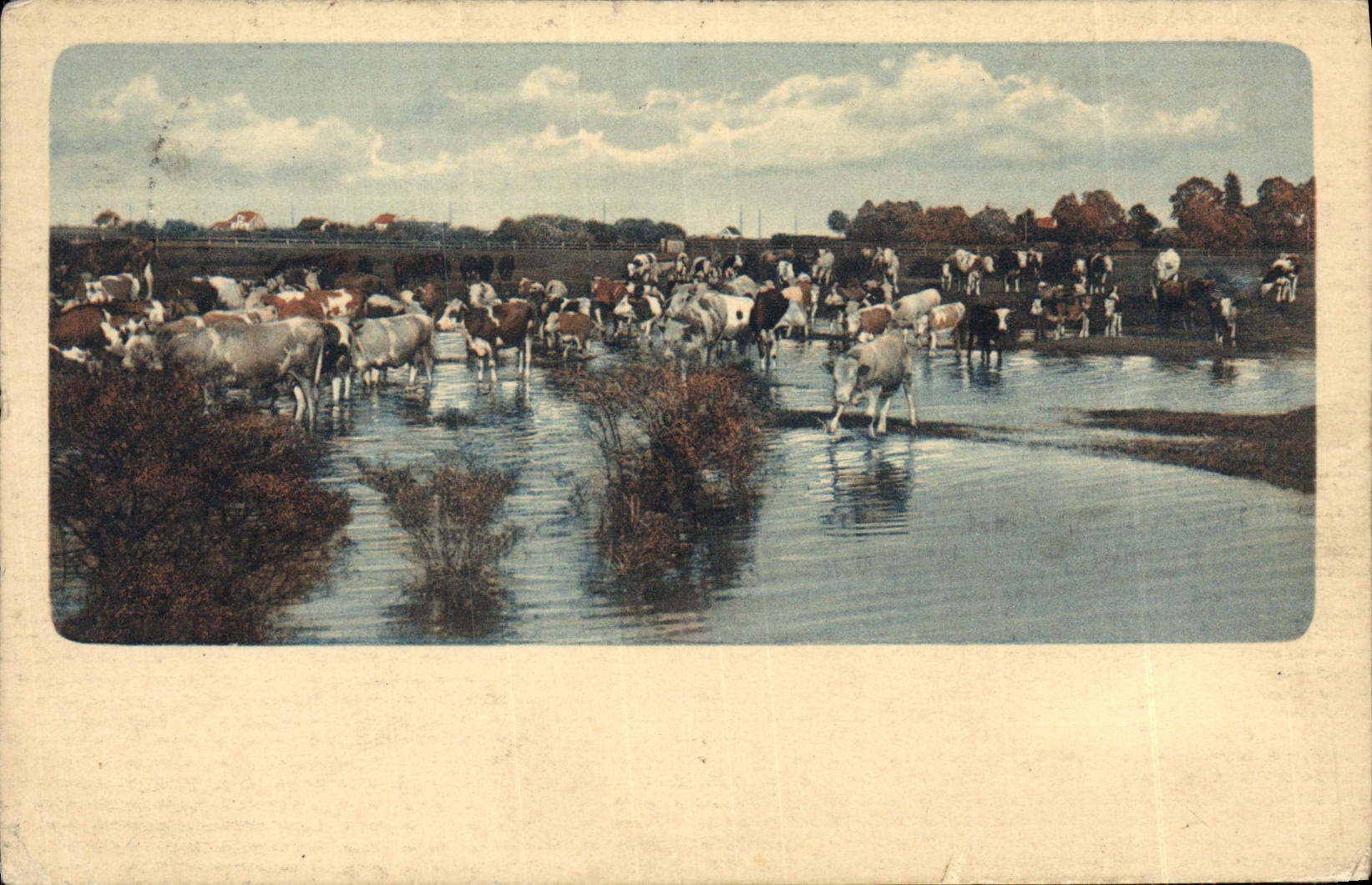 CPA Vaches Suisse