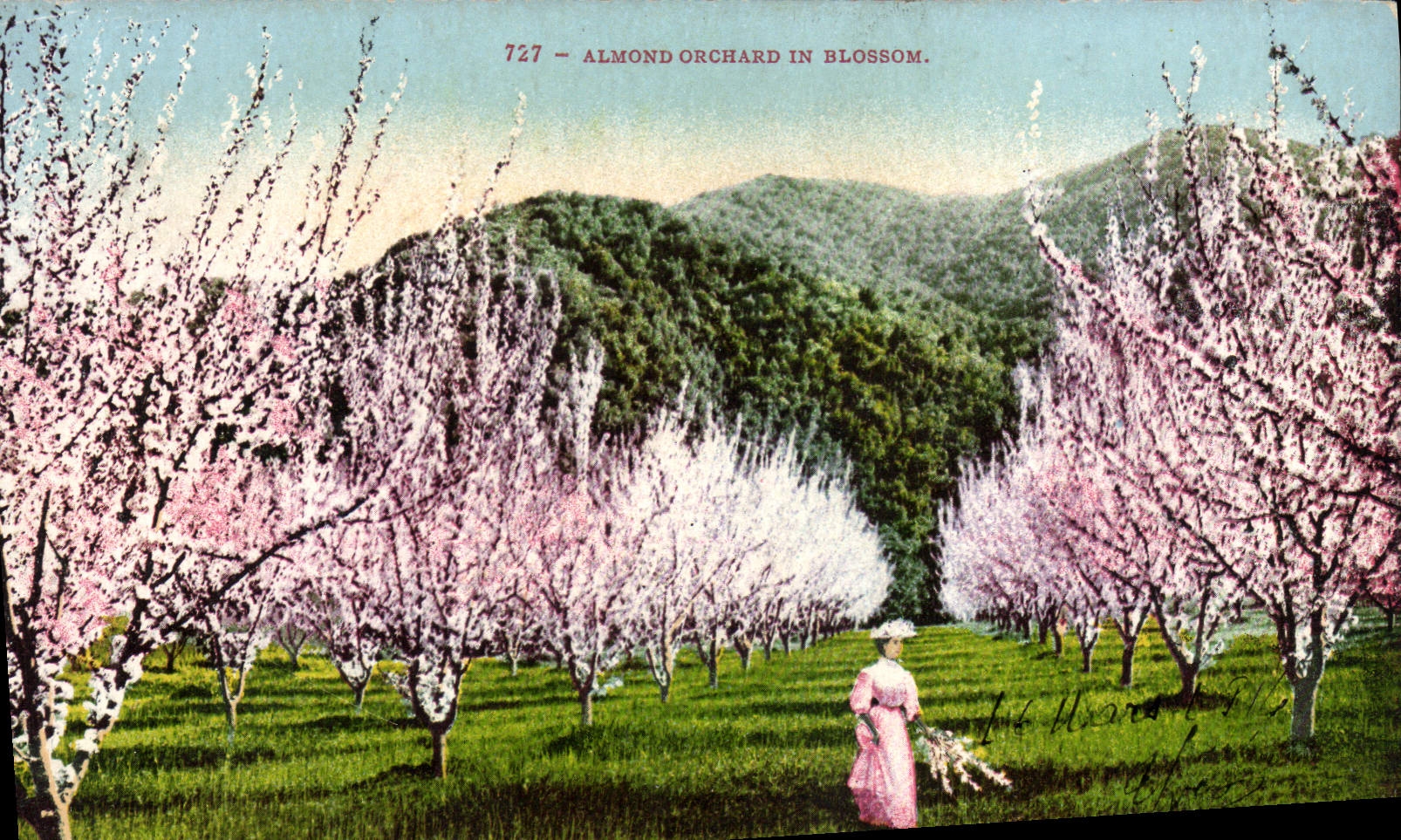 VINTAGE POSTCARD Almond Orchard In Blossom