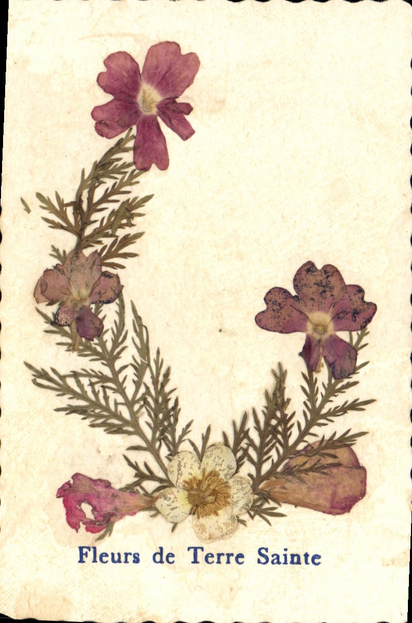 VINTAGE POSTCARD Holy Land Flowers Flowers sechees