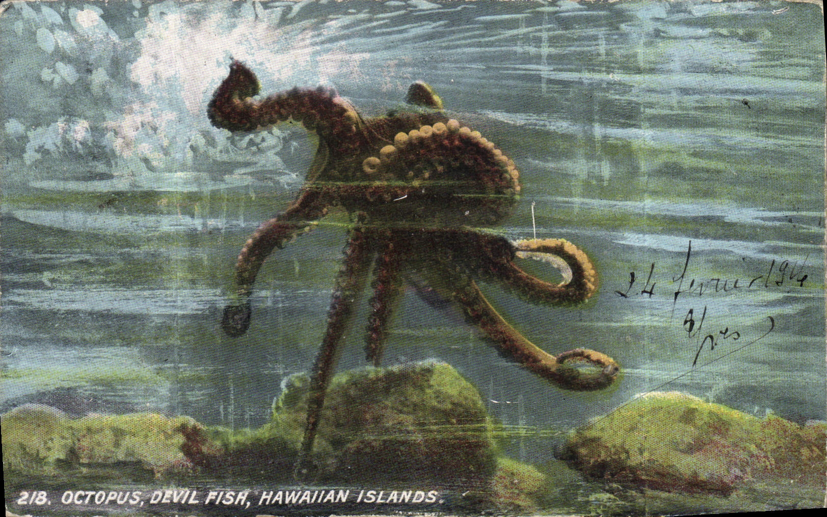 VINTAGE POSTCARD Octopus Devil Fisa Hawaiian Islands Octopus