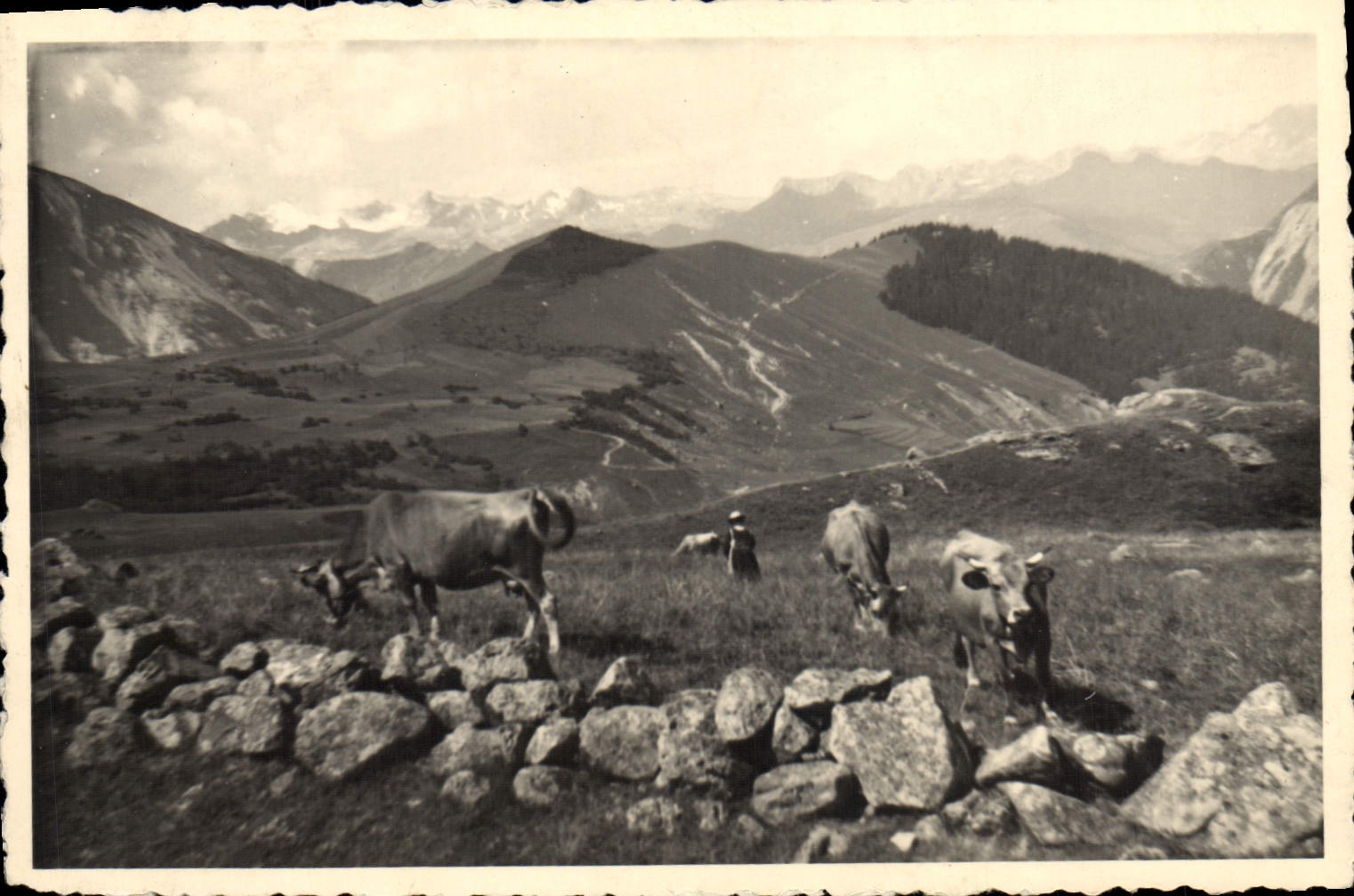 CPA Vaches