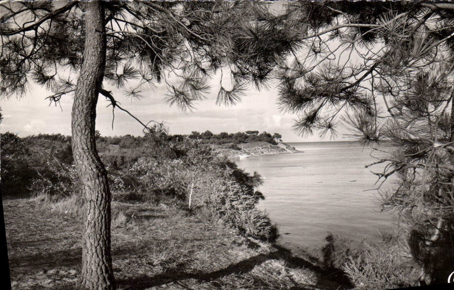 CPM Ile De Re Les Bords De La Cote