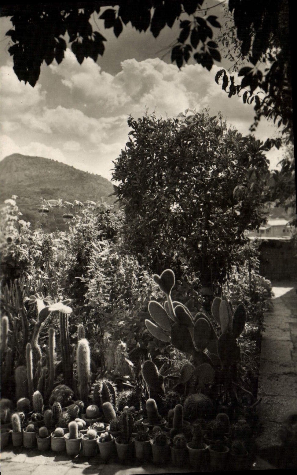 CPM Mallorca Valimenosa Vista parcial del jardinaito de la Celda Museo Chopin y George Sand 