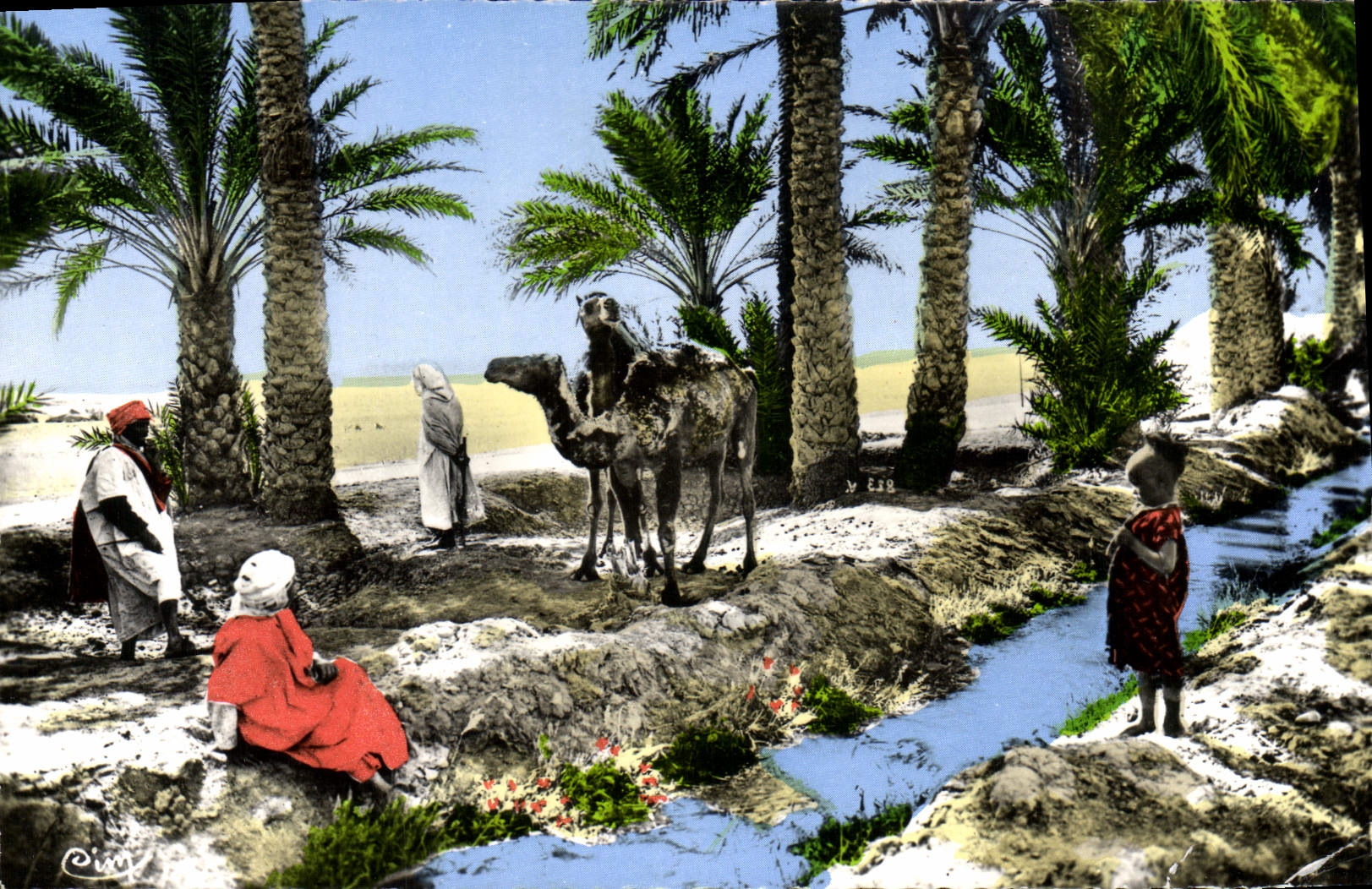 CPA Biskra Dans l'Oasis Chameau