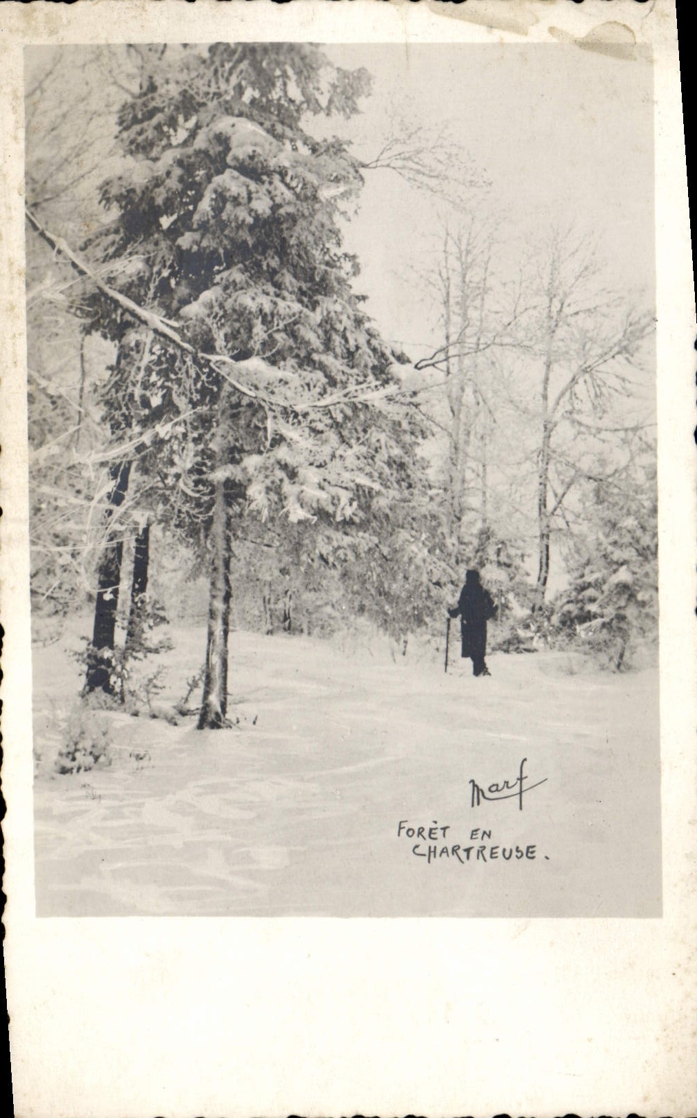 CPA Foret En Chartreuse