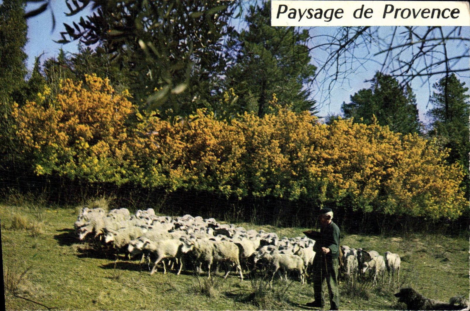 CPA Cote D'Azur Paysage De Provence Moutons